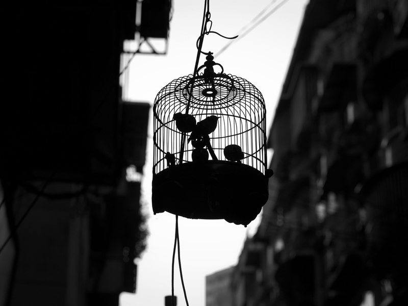 lighting equipment, bird, birdcage, rope, day, focus on foreground, animals, hanging, no people, 4K, pets, low angle view, silhouette, birds, cage, dreamcatcher