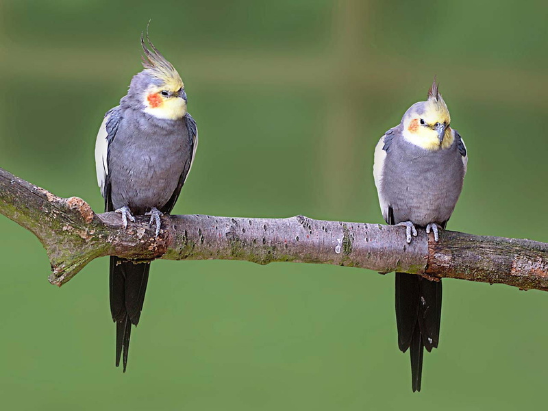 vertebrate, group of animals, animals in the wild, grey, full length, bird, birds, two animals, focus on foreground, tree, no people, popular, animal themes