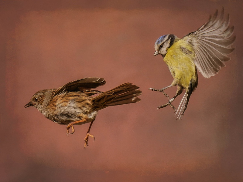 beak, nature, feather, animal Wing, sparrow, bird, animal, two, wildlife, birds, 720P, flight