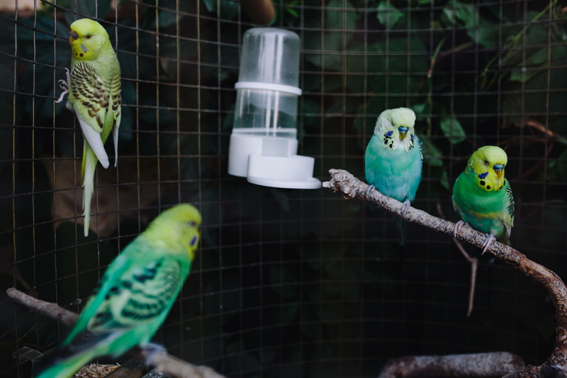 budgies, animals in the wild, beak, focus on foreground, day, budgerigar, feather, birdcage, animal, domestic, group of animals, pets, perching, parakeet