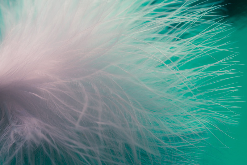 blue, close-up, featherweight, feathers, backgrounds, indoors, slightly, pattern, fluffy, feather, wind, macro, close, green color, day, lightweight, creative