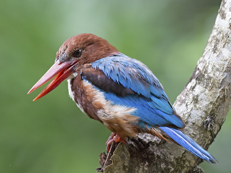 brown bird, Halcyon smyrnensis, close-up, 4K, beak, feather, white, photo, nature, animal, wildlife, bird Watching, kingfisher, closeup, bird, outdoors