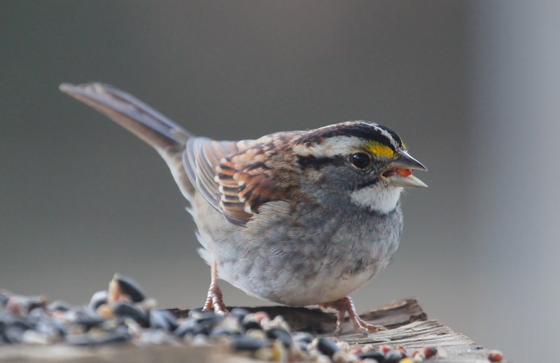 focus, bird  photography, small, beak, bird, North Carolina, photography, sparrow, nature, White Throated Sparrow, richmond, black bird, grey, white, animal