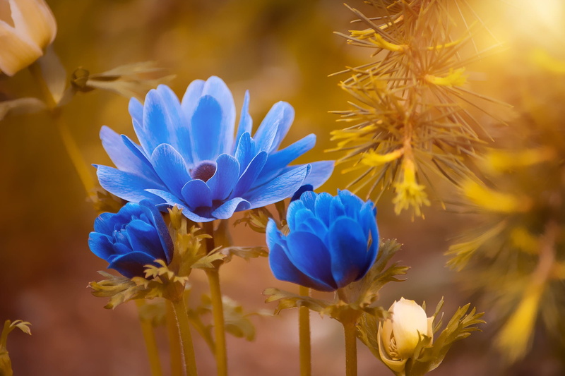 vulnerability, beauty in nature, softness, nature, white, purple, botany, in the garden, bloom, fragility, blossom, blue, crown anemone, pollen, garden anemone