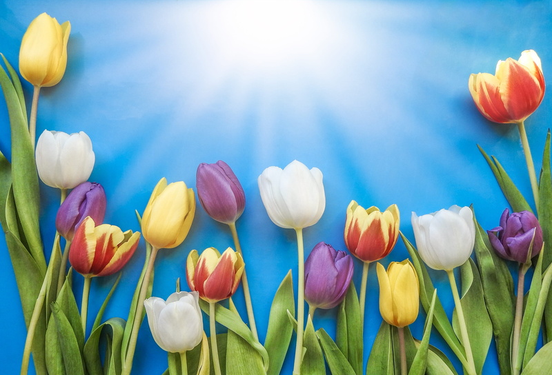 multi colored, flowers, flora, green, iris, blooming, floral, blue background, flower, field, copy space, bouquet, nature, red, illustration, flower arrangement