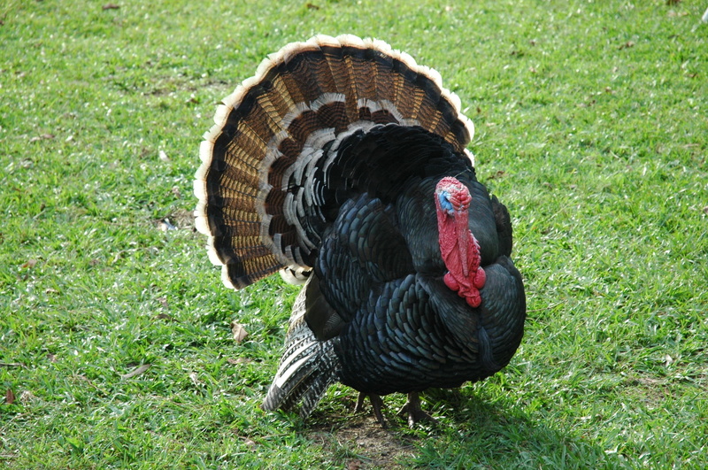 animals in the wild, green color, farming, black, photo, turkey - bird, feather, feathers, domestic, one animal, nature, agriculture, no people, high angle view
