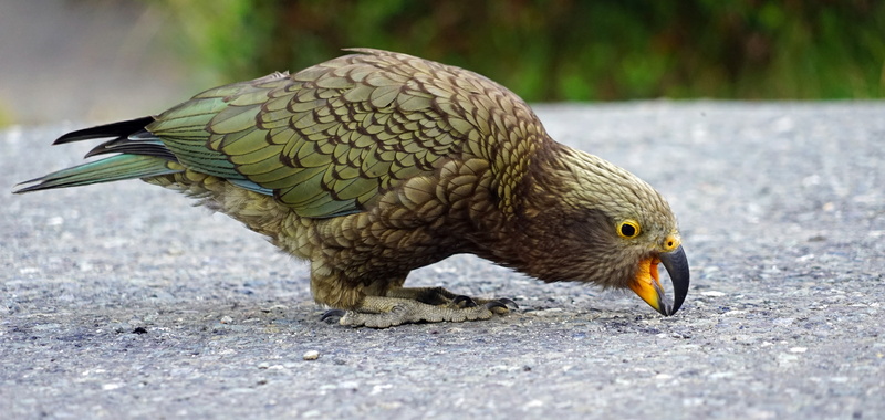 animal themes, outdoors, animals in the wild, yellow, vertebrate, mountain parrot, animal wildlife, parrot, no people, green, mountains, brown, bird, highlands