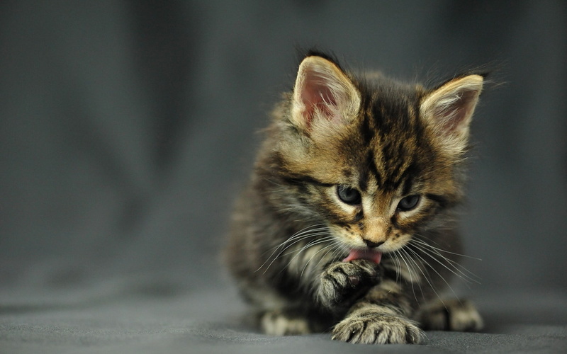 young animal, no people, focus on foreground, animals, 1080P, animal head, animal body part, domestic cat, one animal, domestic, pets, domestic animals