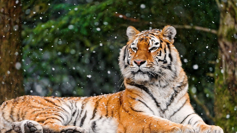 snow, hd animal  for dekstop, Animal, 2560x1440, image, 2K, tiger, lying, 4K