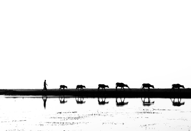 no people, sea, near, bangladesh, transportation, black and white, monochrome, tranquility, water, tranquil scene, person, nature, reflection, group of animals