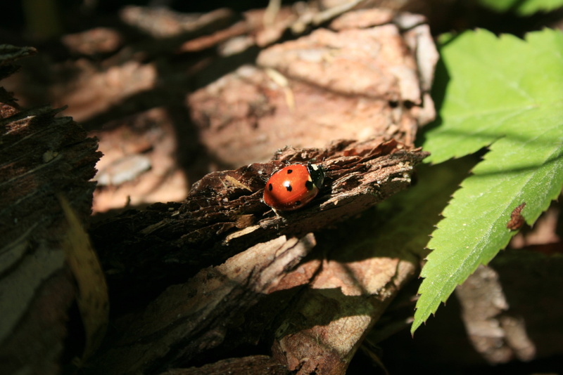 insect, invertebrate, animal wildlife, no people, one animal, animals in the wild, nature, day, tree, outdoors, leaves, selective focus, ladybugs, animal themes