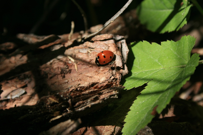 animal themes, selective focus, outdoors, focus on foreground, animals in the wild, leaves, day, plant part, insect, leaf, beetle, invertebrate, no people