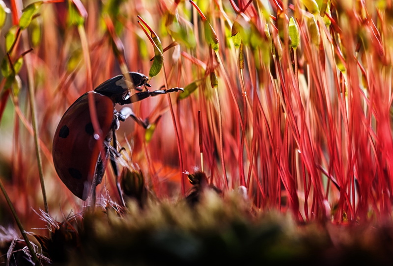 beetles, animals, worms eye view, macro, sunlight, insect, red, 1080P, moss, ladybugs