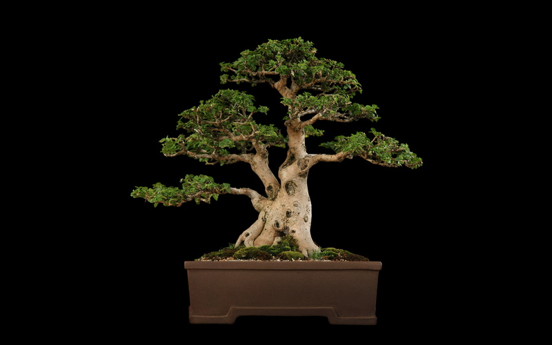 black, tree, bonsai, 2K