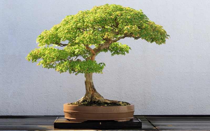bonsai, 2K
