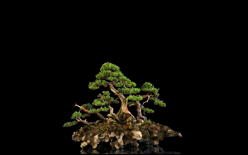 tree, black background, bonsai, 1080P