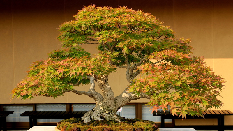 Bonsai, 4K, Bansai, Earth