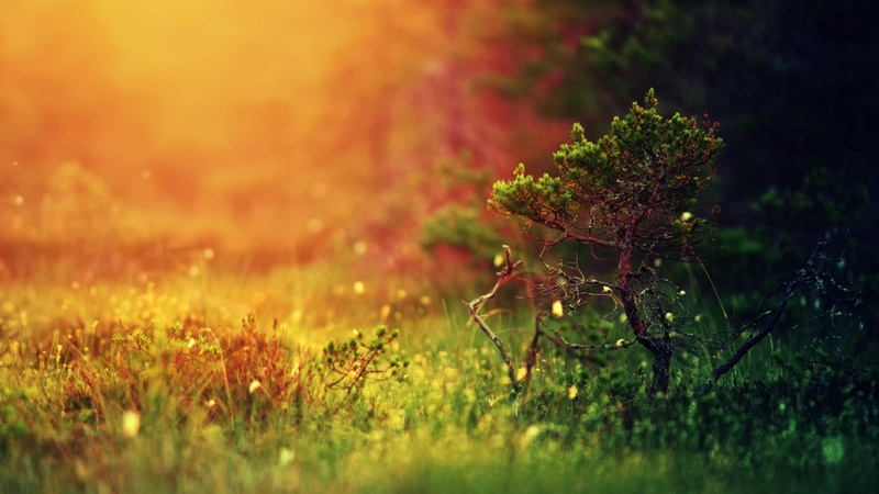2K, imac, images, nature, bonsai