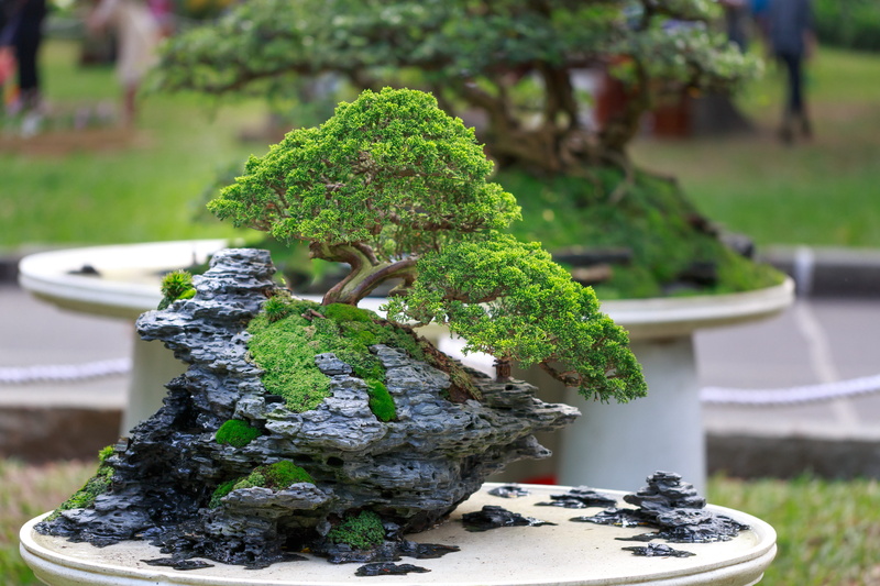 grass, day, focus, 5K, potted plant, religion, green color, bright, garden, no people, close-up, environment, front or back yard, green, park - man made space