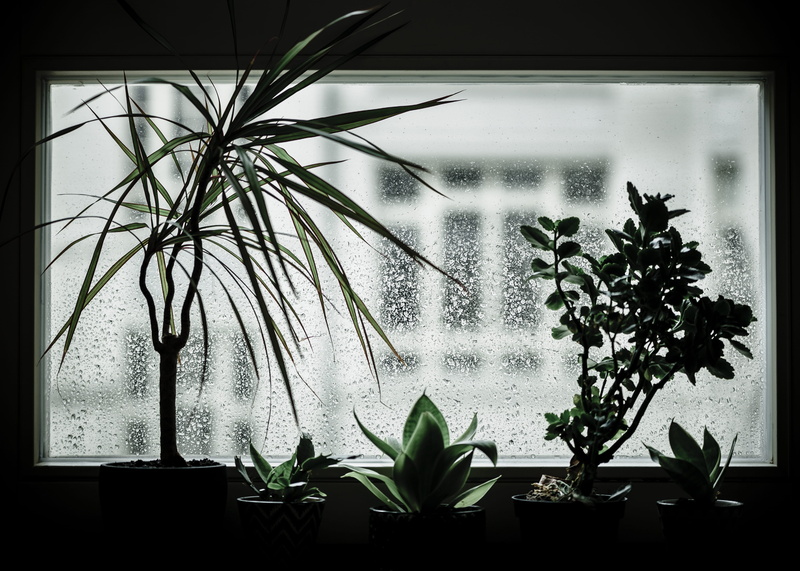 architecture, bonsai, leaf, vase, indoor, fountain, root, home interior, green, day, acanthaceae, flower pot, vegetation, houseplant, agavaceae, pottery