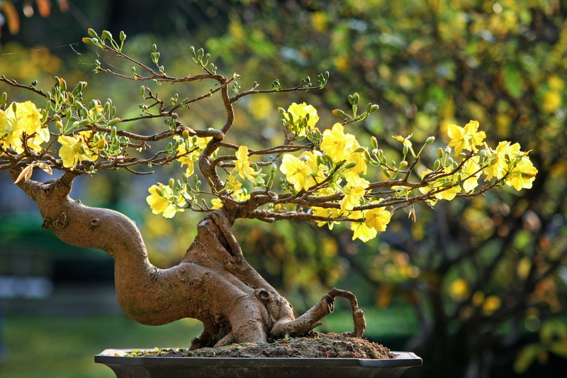 flowering plant, statue, yellow, vietnamese tet, day, plant, nice picture, park - man made space, leaf, leopard, flower, write, vietnam, 4K, the garden