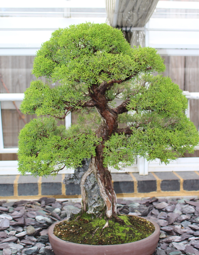 growth, no people, green color, outdoors, 4K, architecture, plant, focus on foreground, bonsai, built structure, building, potted plant, solid, day, pebble