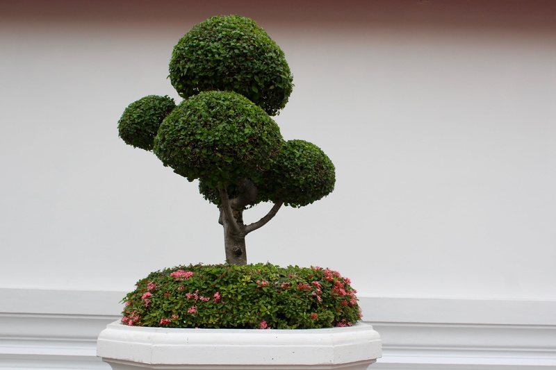 close-up, food and drink, 4K, potted plant, growth, bäumchen, nature, bonsai, copy space, freshness, plant, indoors, studio shot, no people, bonsai tree
