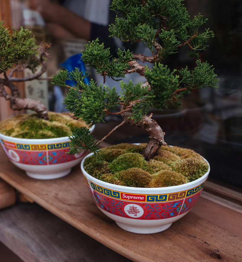 houseplant, supreme, bonsai, wood - material, potted plant, assorted, no people, decoration, flower pot, trees, bonsai tree, bowl, pots, succulent plant