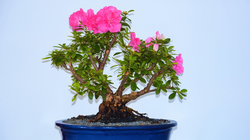Earth, Tree, Flower, Pink Flower, Pot Plant, 1080P, Bonsai