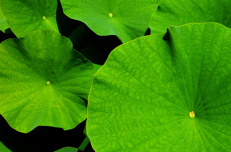 water lily, growth, graphic, day, botany, outdoors, plant, background, 4K, natural pattern, leaves, green color, leaf vein, backgrounds, bio, ecology