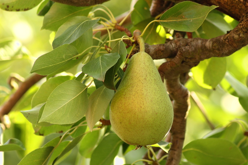 food, hanging, healthy eating, environment, plant part, branch, freshness, pear, day, gardening, organic, close-up, tree, wellbeing, focus on foreground