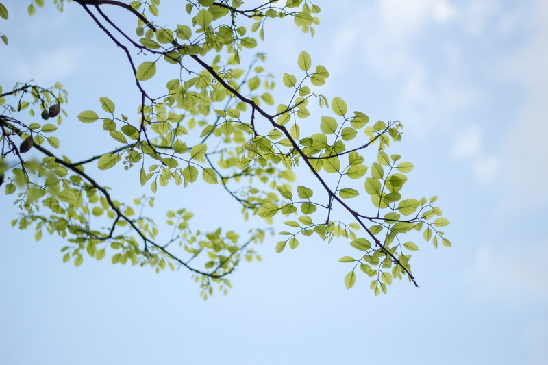 low angle view, plant part, freshness, nature, plant, vulnerability, tranquility, low, outdoors, spring, season, environment, forest, tree, springtime