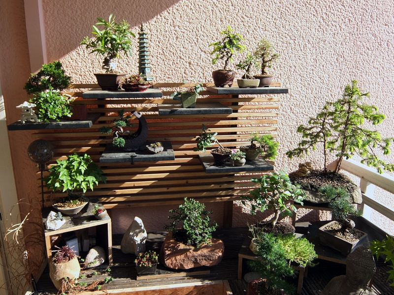 flower, growth, beauty in nature, built structure, green color, staircase, potted plant, flower pot, cactus, bonsai garden, solid, front or back yard, no people