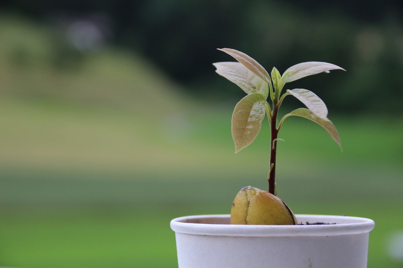 flower pot, petal, growth, vulnerability, day, beauty in nature, green, close-up, flower head, pot, flowering plant, garden, botany, potted plant, tree