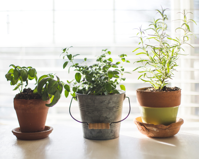 green color, bucket, window, food and drink, flower pot, houseplant, herbs, three, indoors, glass, close-up, rainforest, tree, plants, sprout, herb gardening