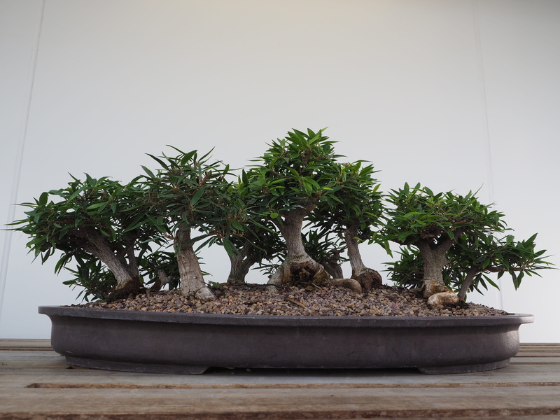 representation, japan, garden, clear sky, mammal, animal representation, growth, day, flower Pot, Bonsai, Japanese, bonsai Tree, leaf, Tree, creativity