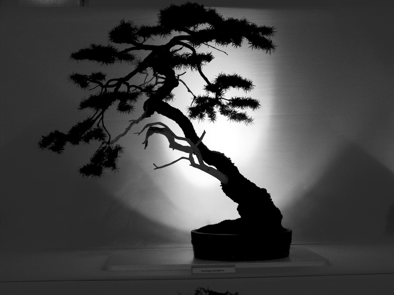 potted, close-up, bonsai, no people, shadow, traditional, black Color, trunk, tree, botanical, growth, outline, shape, beauty in nature, potted plant, 2K