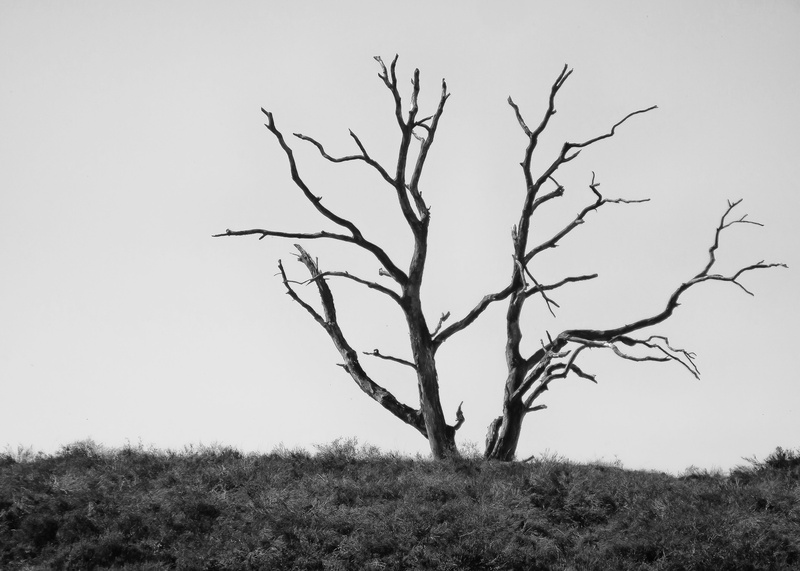 isolated, scenics - nature, live, dead, ecology, earth, non-urban scene, sky, branch, forest, dead plant, atmosphere, tree protection, land, pollution