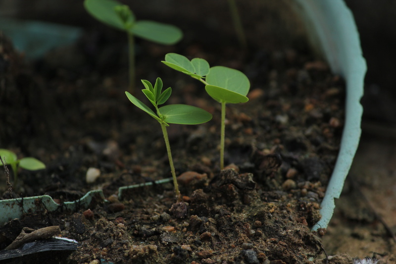 ecology, vegetable, leaf, spring, natural, freshness, gardening, growth, summer, nature, plant part, outdoors, water, day, plant, sapling, plantation, save