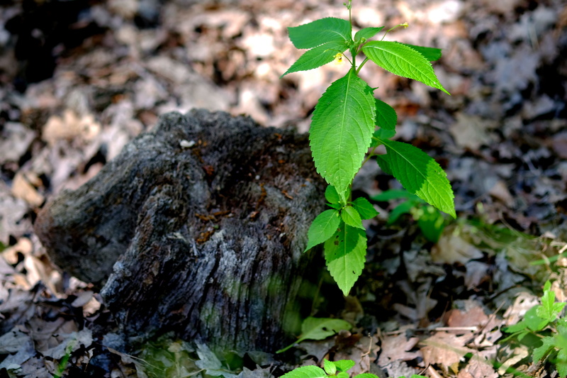 log, Plant, dirt, plug, outdoors, day, leaf, wildling, sprout, young drove, close-up, no people, tree stump, forest, young leaves, mood, growth, landscape