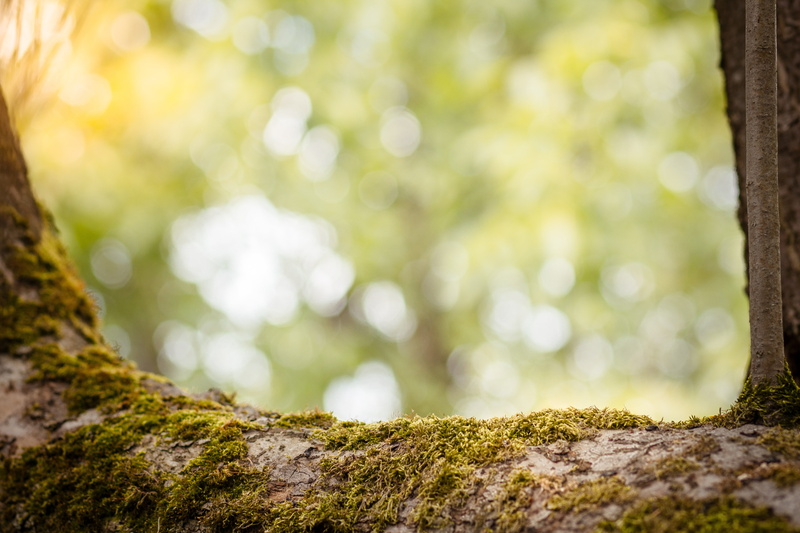 summer, bright, leaves, moss, nature, no people, healthy, jewelry, culture, 5K, brownish, construction, blur, season, brown, abstract, empty, wellness