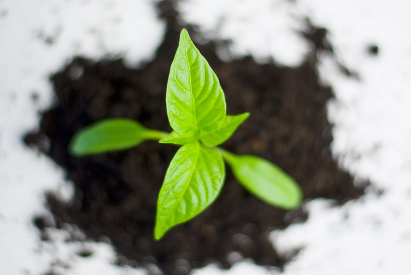 selective focus, leaf, close-up, green Color, growth, plant, sprout, environment, herb, ecology, garden, beginnings, 4K, agriculture, plant part, grow