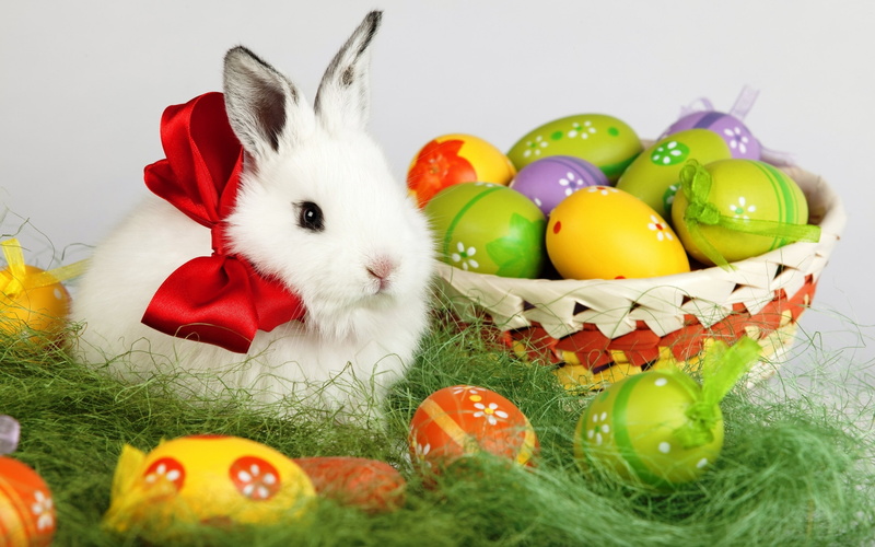 rabbit, easter poster, 2K, easter, white rabbit, easter rabbit, white, easter eggs