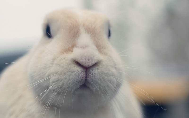 rabbit, animal, animal themes, animals, animal body part, no people, 1080P, pets, animal wildlife, rabbit - animal, cute, indoors, focus on foreground