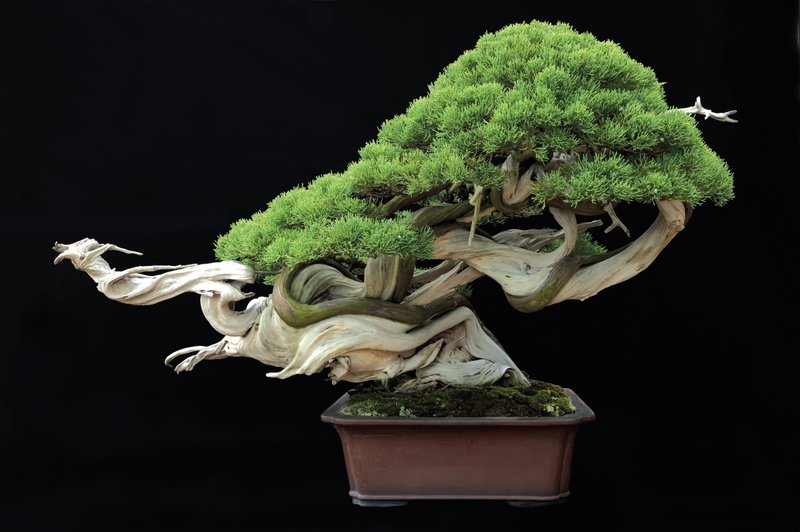 Bonsai, 2K, tray, cultivate