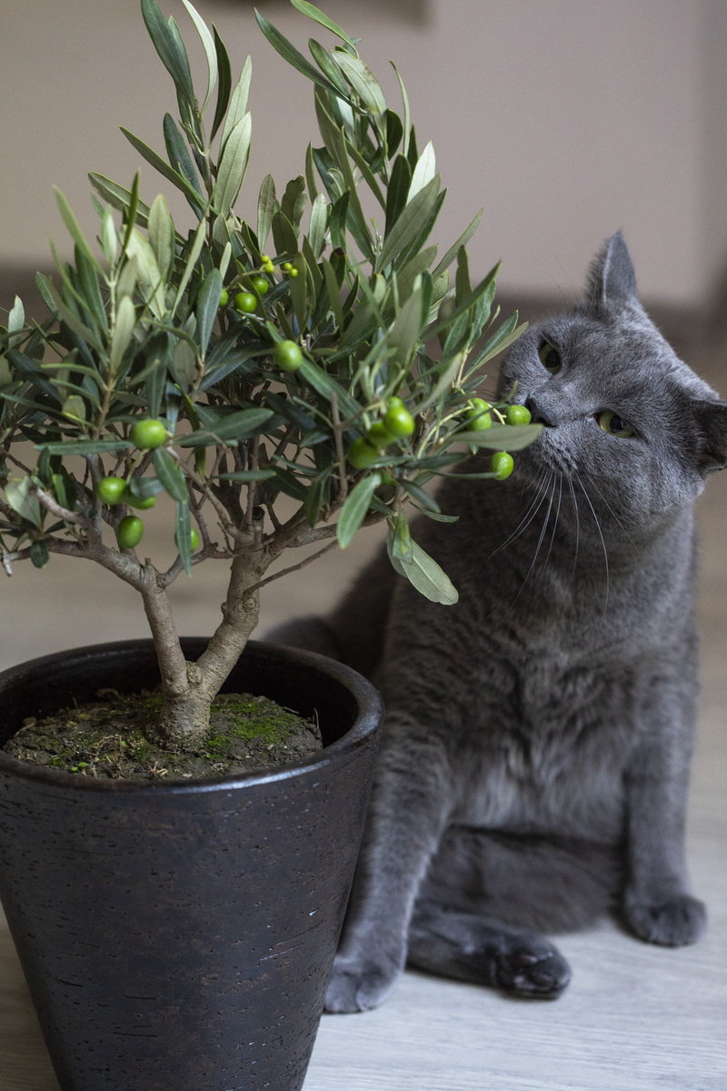 decor, bratislava, indoors, one animal, home, kitten, leaf, potted plant, olives, domestic, domestic animals, animal themes, close-up, pets, olivetree