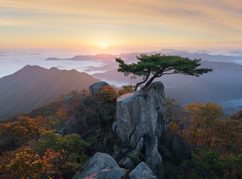 mountains, morning, Korea, landscape, nature, tree, 1080P, bonsai, clouds, dawn, pine, reserve