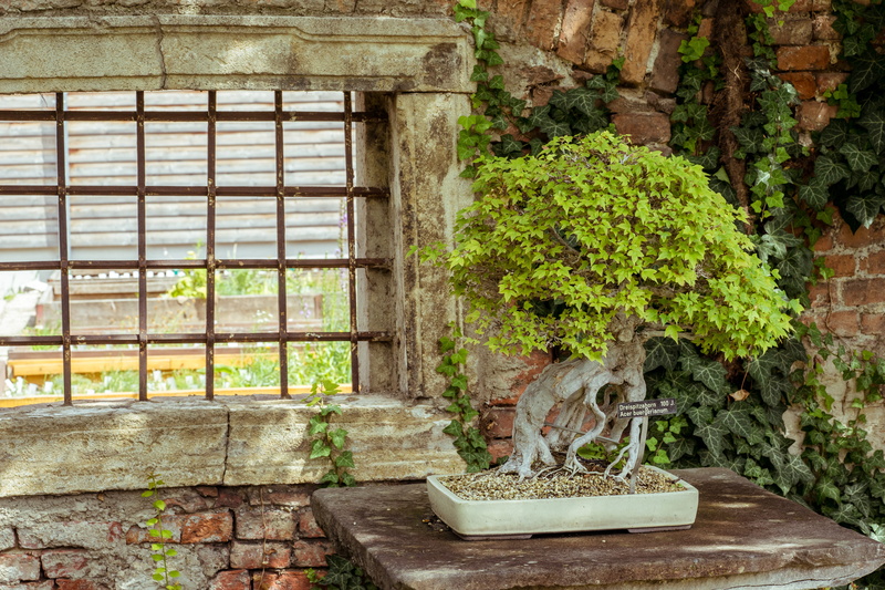 building, alpengarten im belvedere, old, house, iron, growth, bonsai, indoors, maple, potted plant, day, architecture, wall - building feature, 5K, no people
