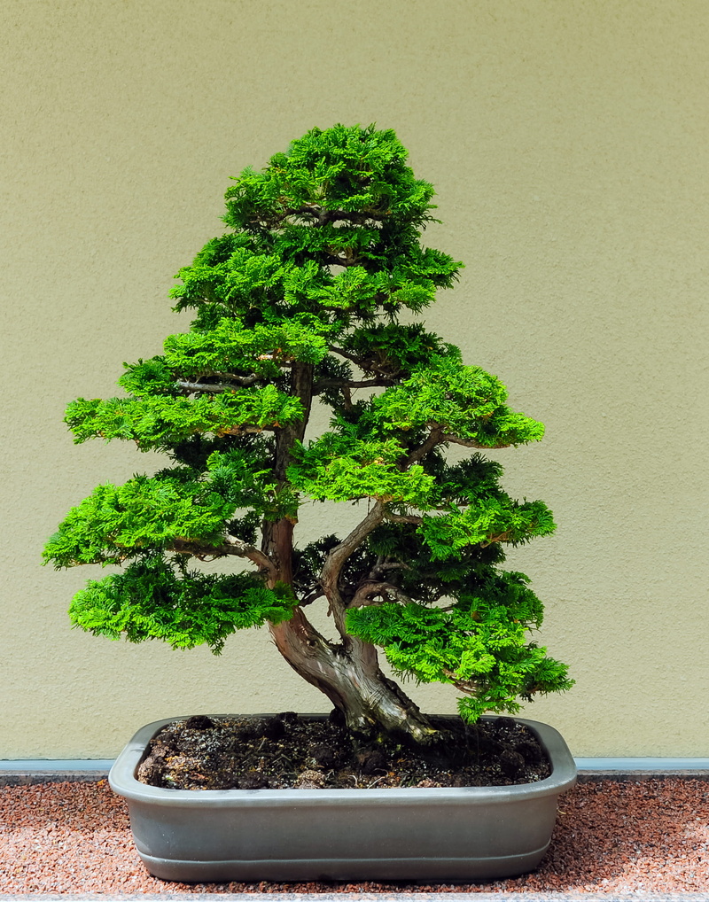 bonsai, botany, potted plant, nature, indoors, studio shot, day, plant part, wall - building feature, 2K, gardening, table, green color, small, plant