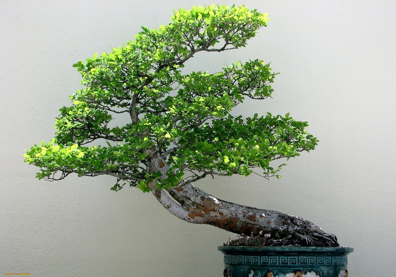no people, Bonsai, day, built structure, plant part, 1080P, outdoors, bonsai tree, nature, food, houseplant, green color, plants, flower pot, wall - building feature